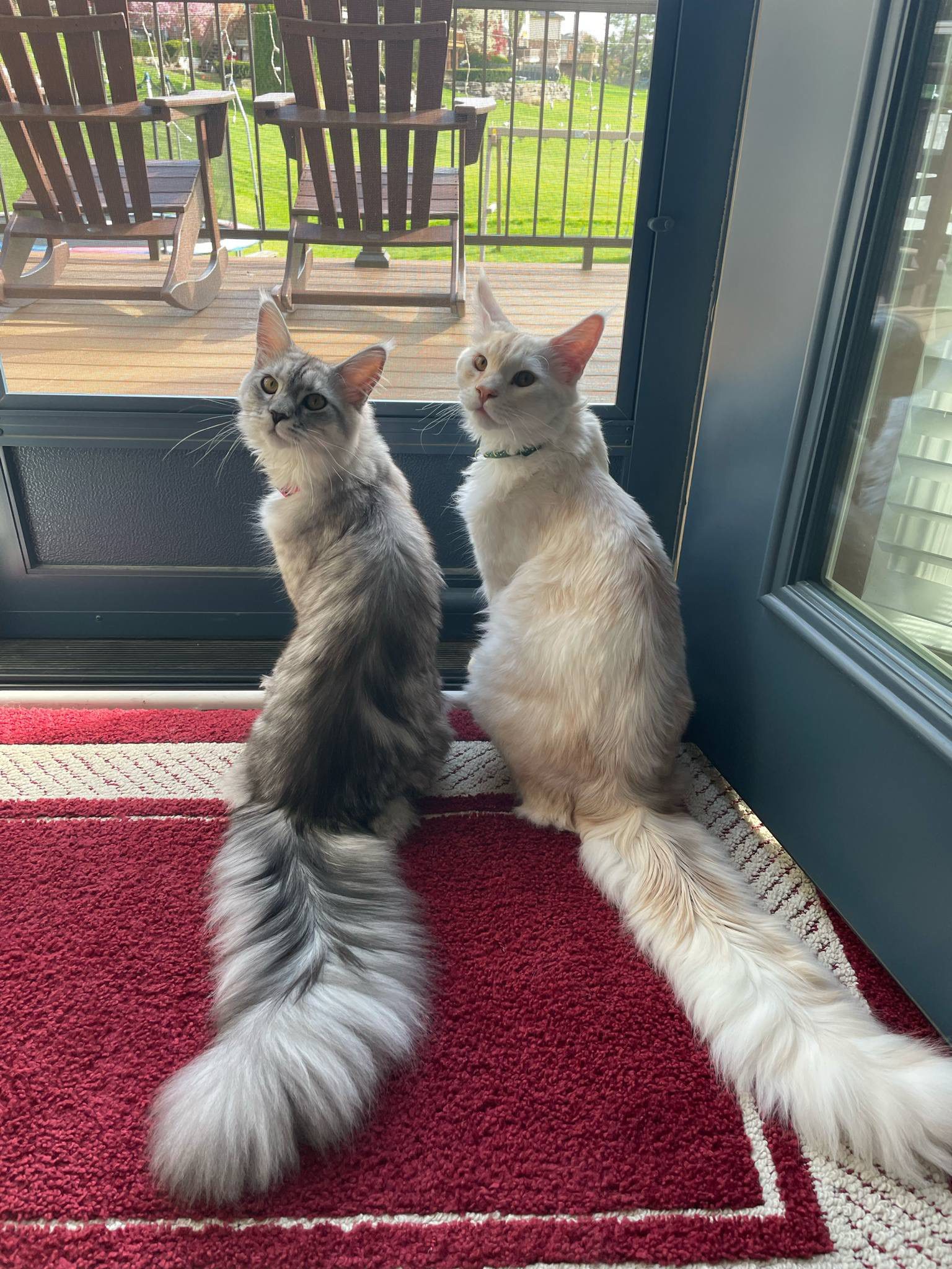 Two fluffy cats sitting side by side near a door looking outside.