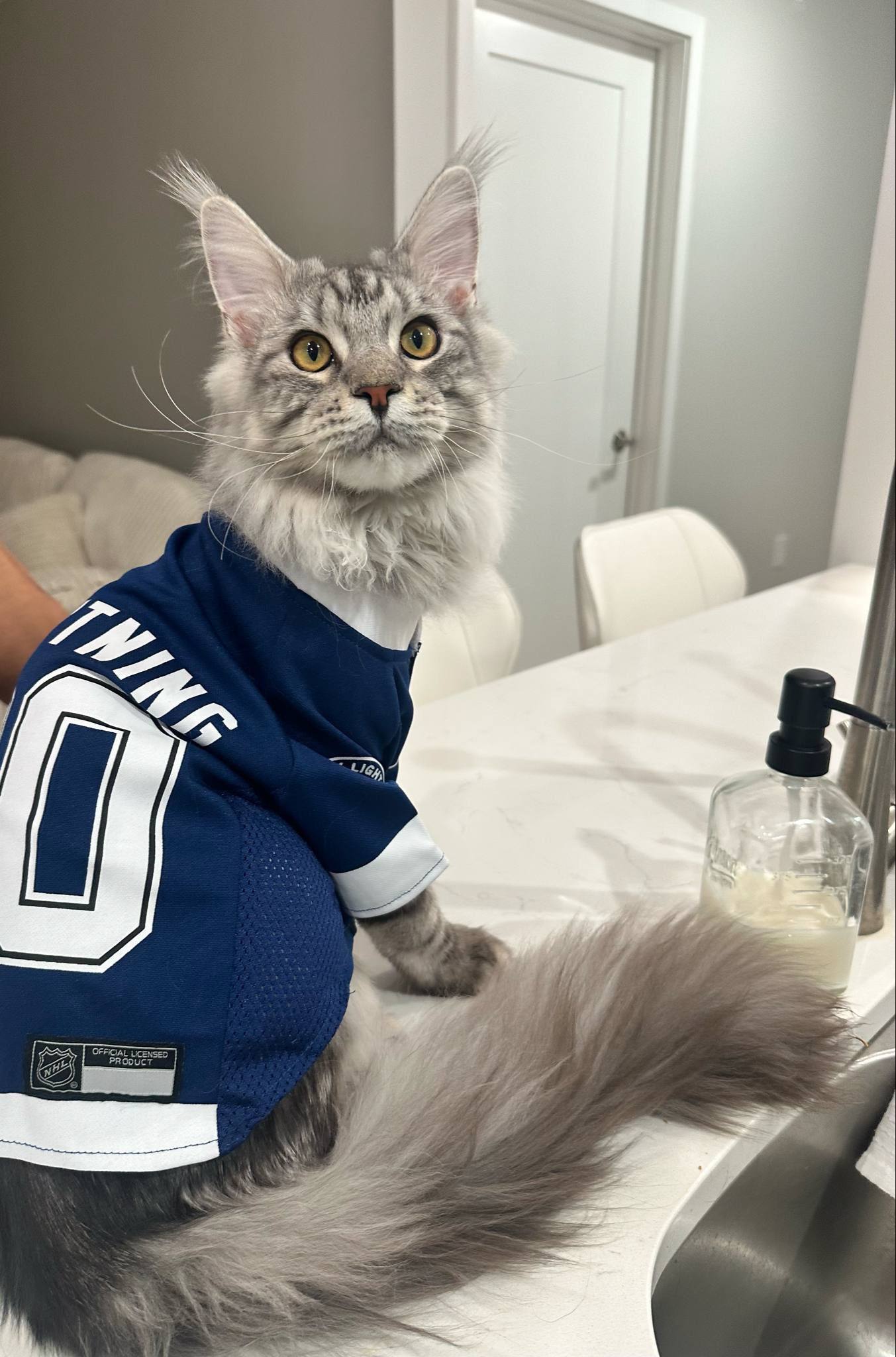 A fluffy cat wearing a blue sports jersey with the number 10.