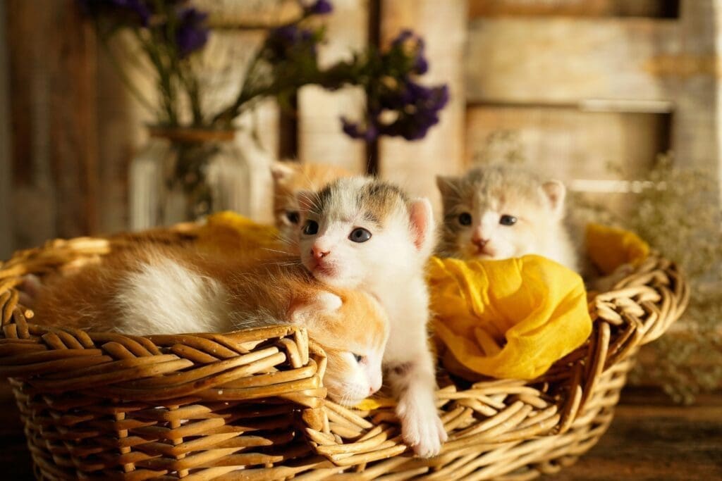 Kittens in a wicker basket with flowers.