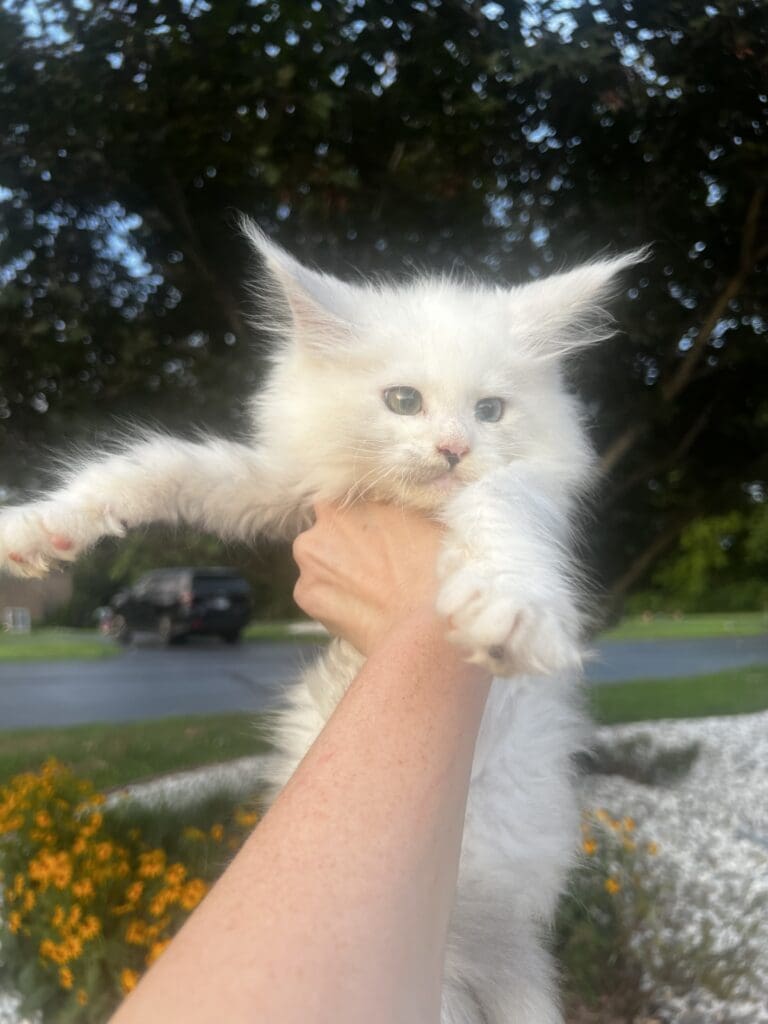 Fluffy white kitten held in the air.