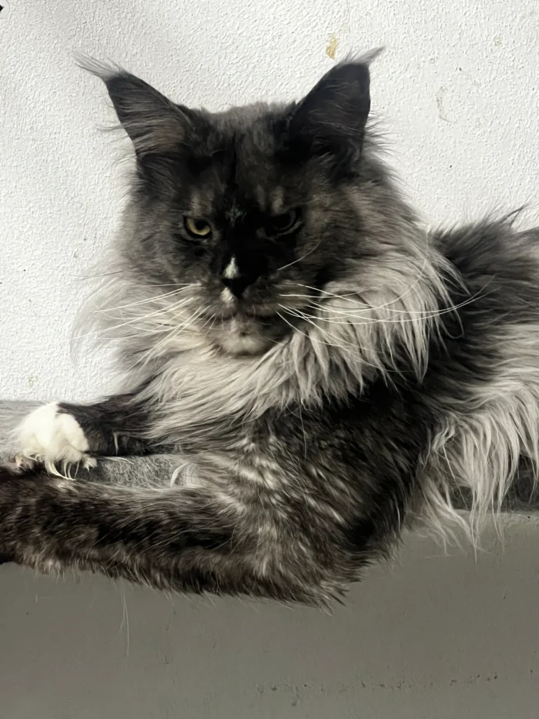 Fluffy black and gray cat lounging indoors.