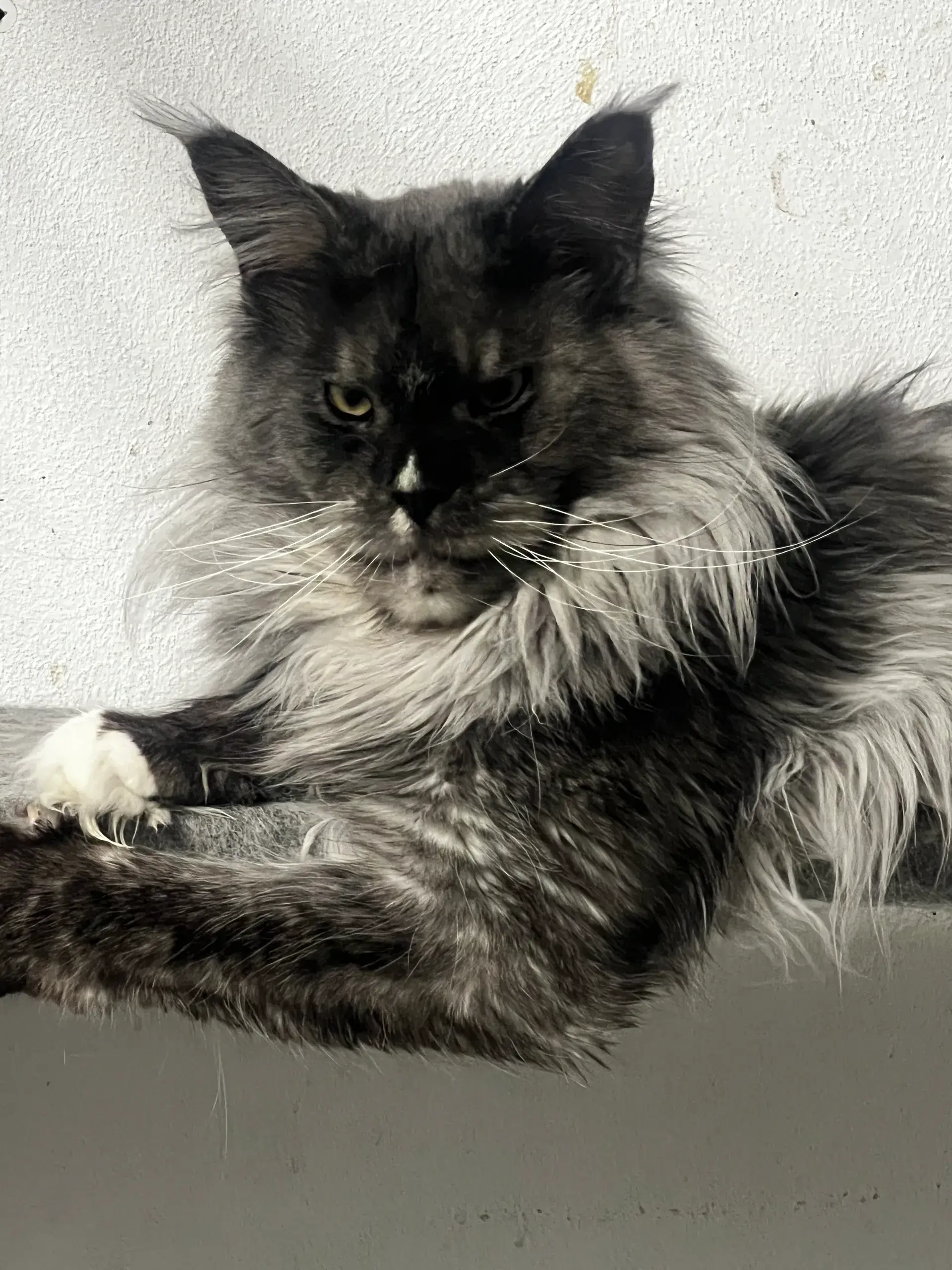 Fluffy black and gray cat lounging indoors.