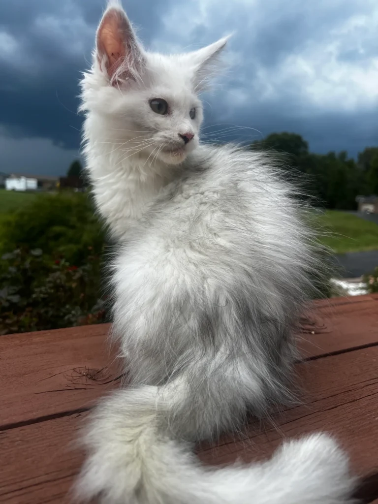 Fluffy white kitten sitting on wooden surface.