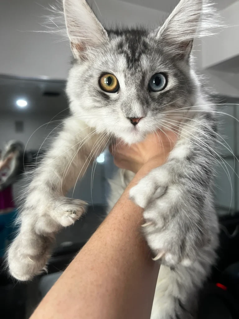 Fluffy cat with heterochromia being held.