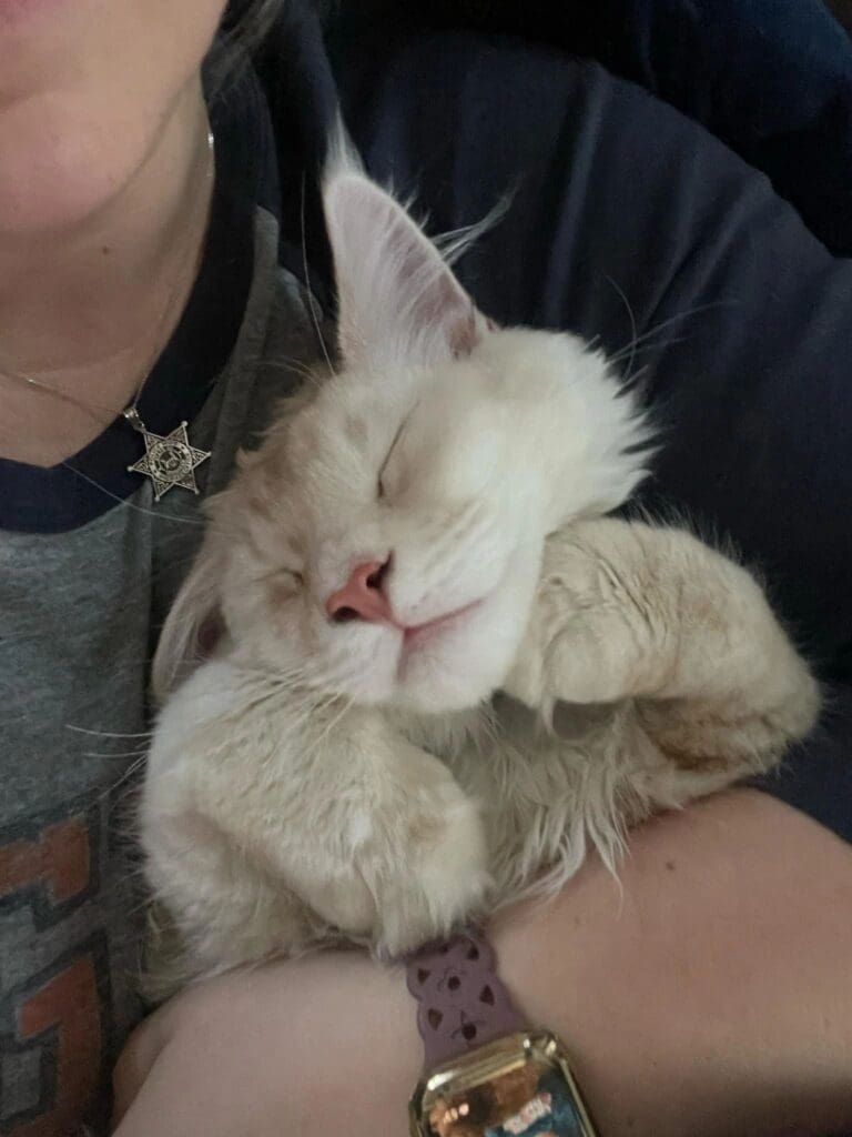 Cat sleeping contentedly in person's arms.