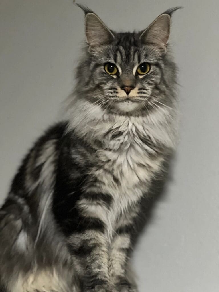Majestic Maine Coon cat with fluffy fur.
