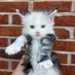 Fluffy kitten held up against brick wall.