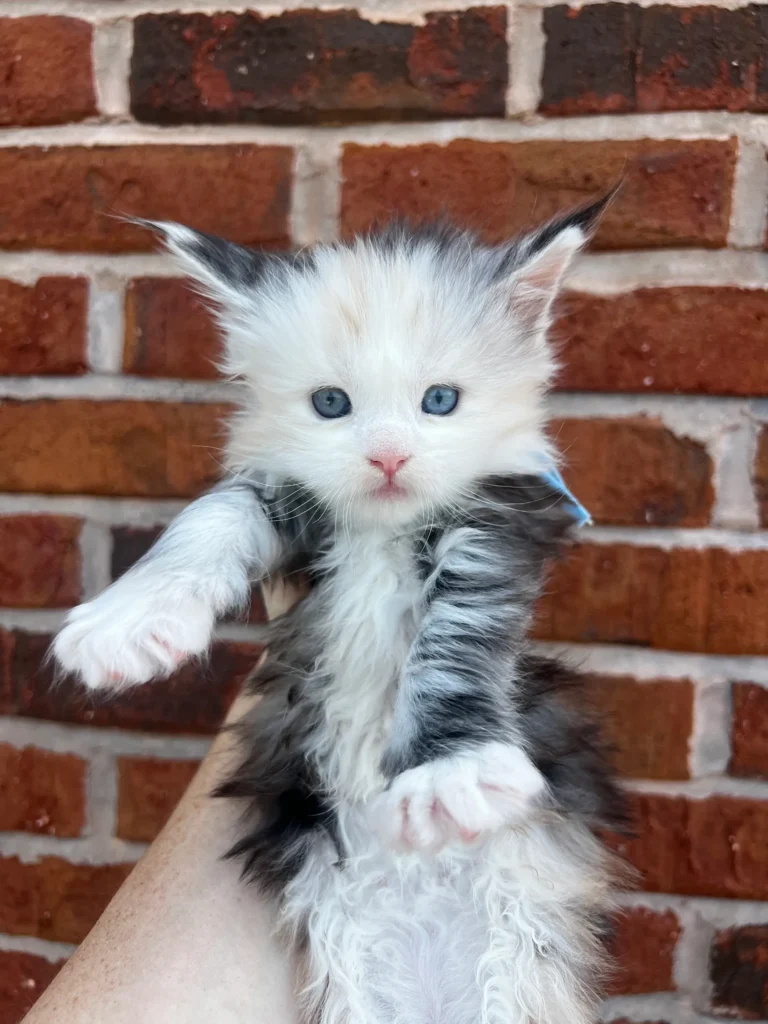 Fluffy kitten held up against brick wall.