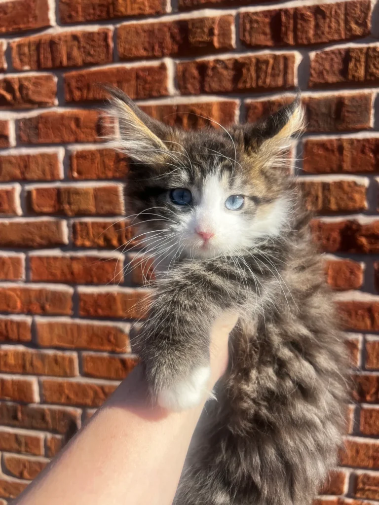Fluffy grey and brown kitten with blue eyes