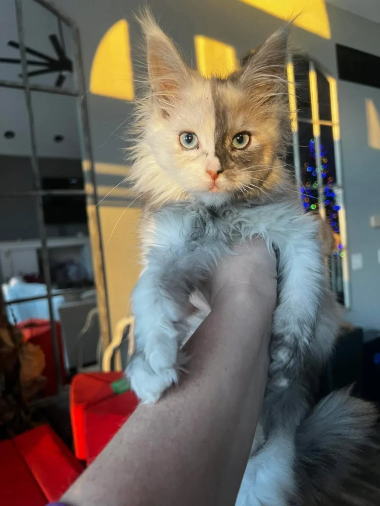 Hand holding fluffy kitten with mismatched eyes