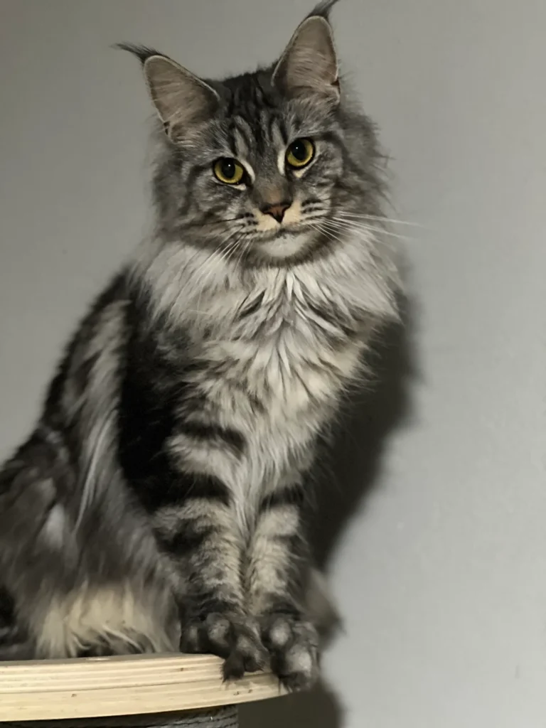 Fluffy gray tabby cat sitting on perch
