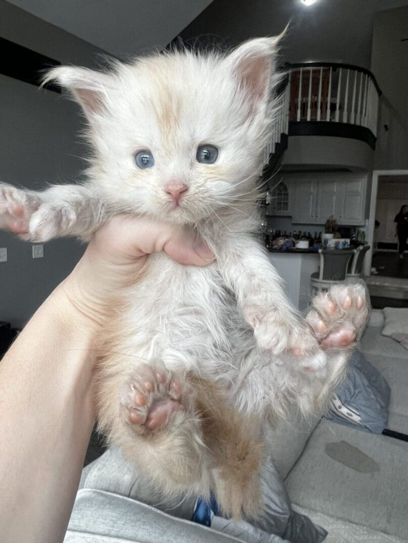 Fluffy cream kitten with blue eyes