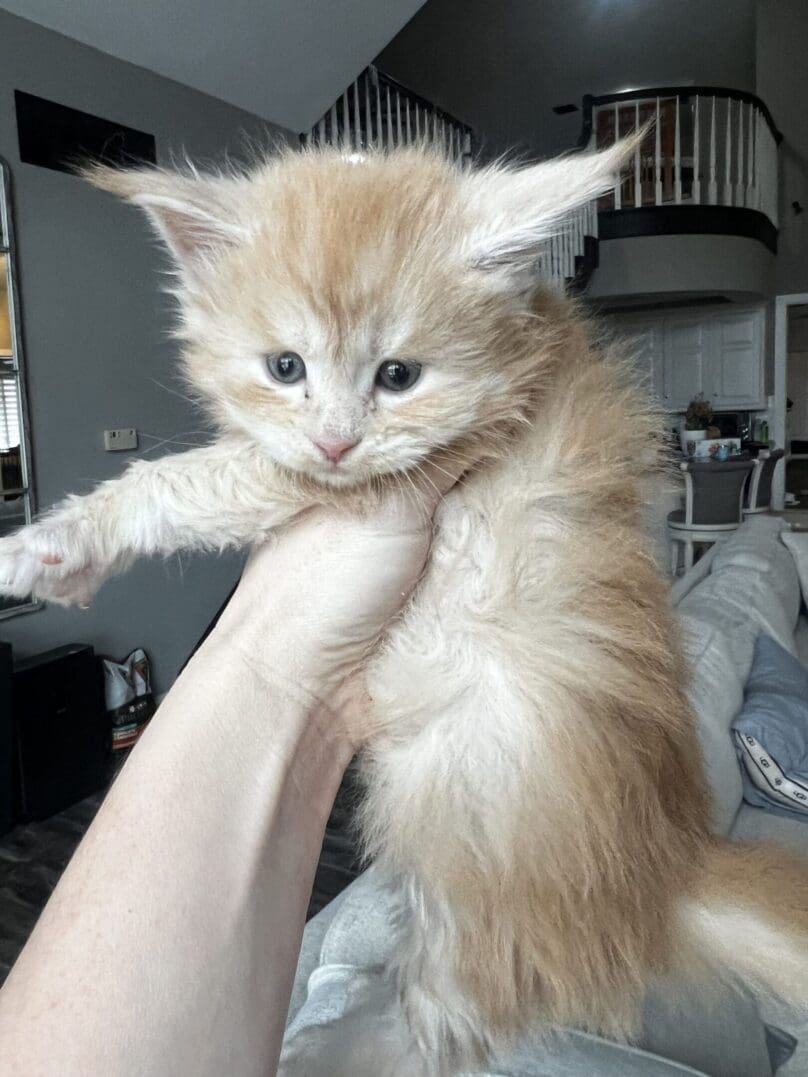 Fluffy orange kitten being held indoors