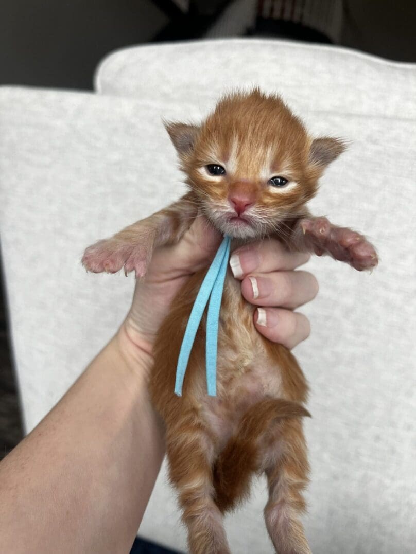 Tiny orange kitten with blue ribbon
