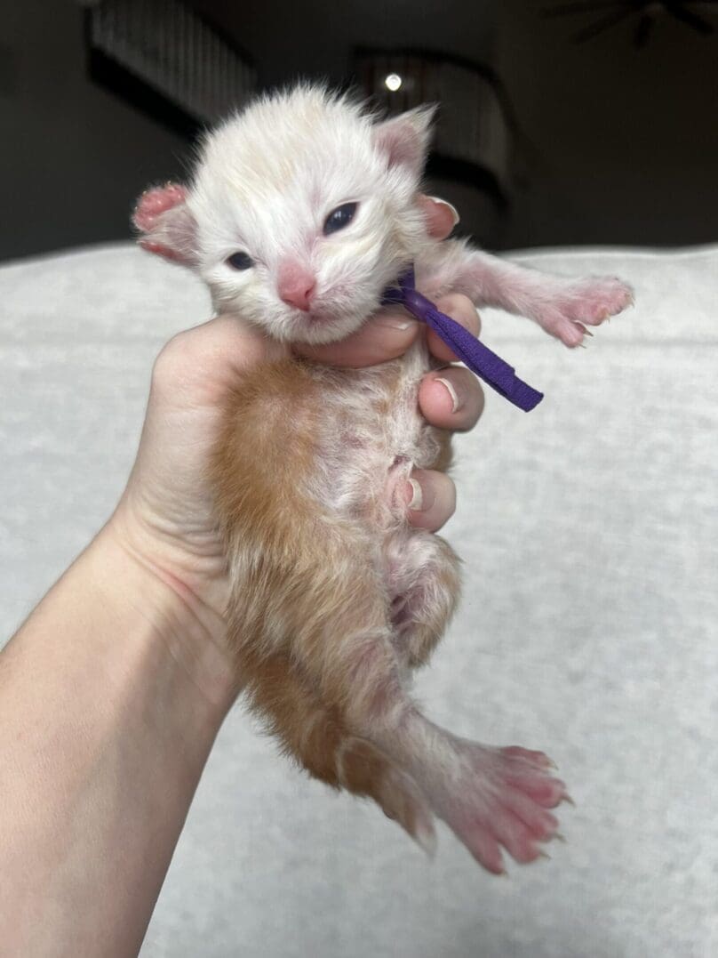 Newborn orange and white kitten in hand