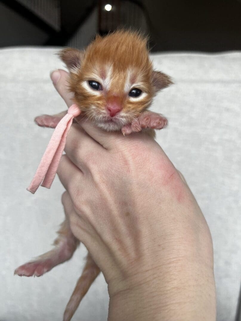Tiny ginger kitten with pink ribbon
