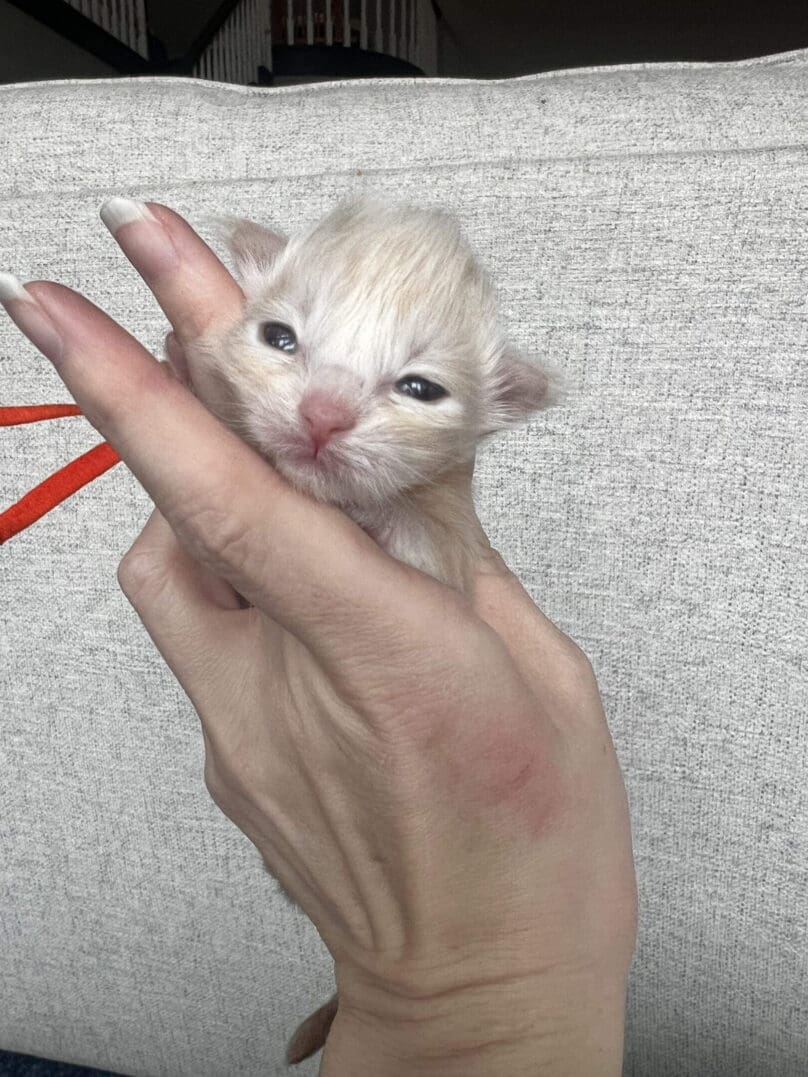 Tiny newborn kitten cradled in human hand