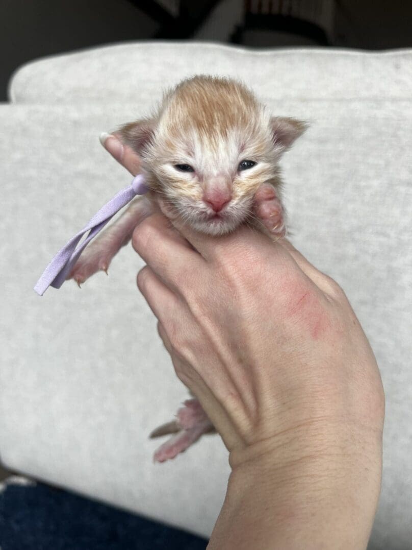 Tiny newborn orange kitten held in hand