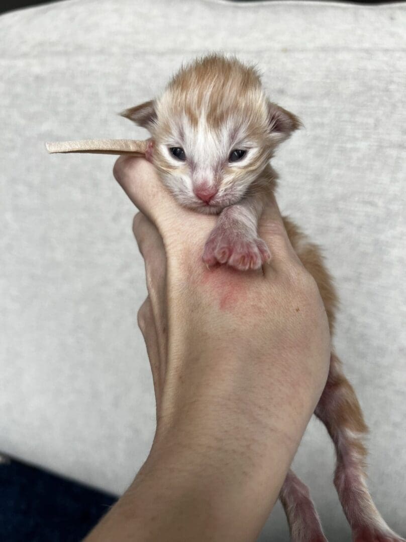 Cream and orange newborn kitten in hand