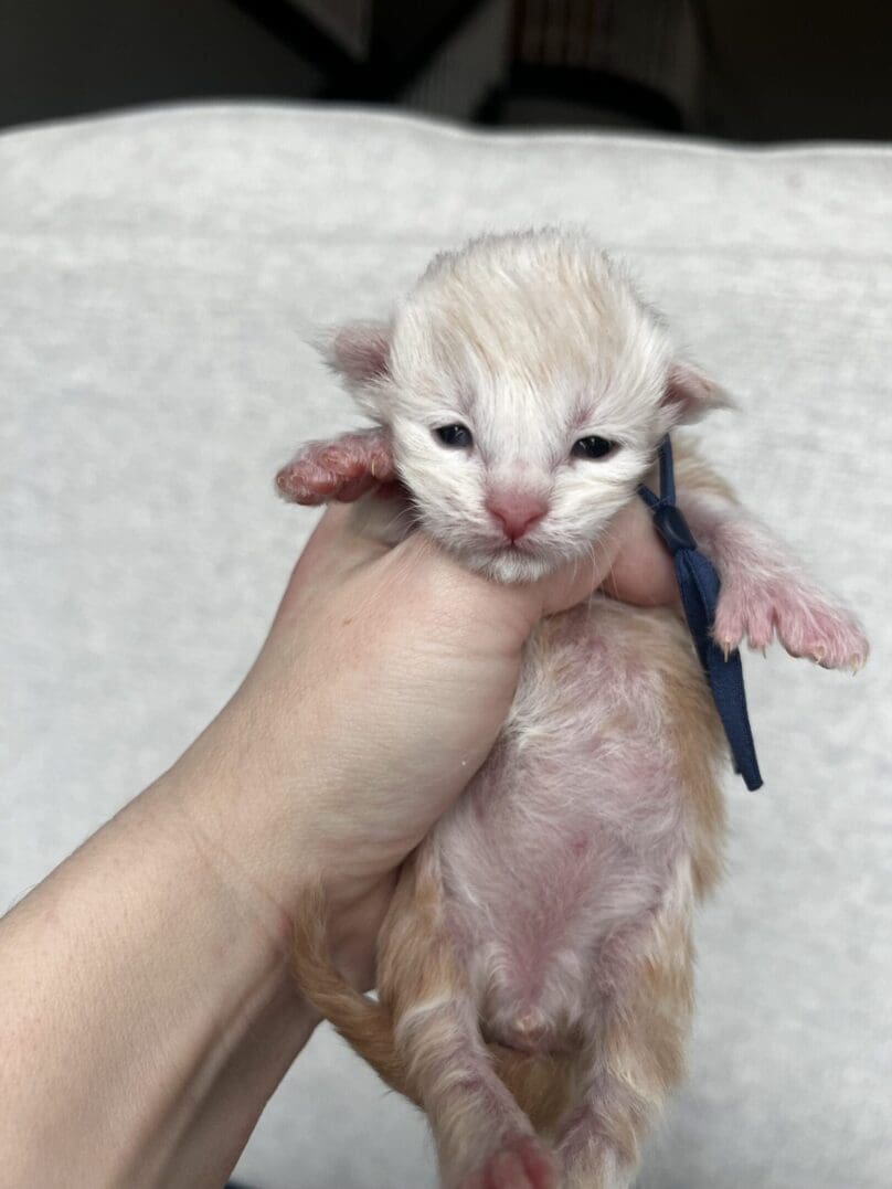 Hand holding tiny newborn orange kitten