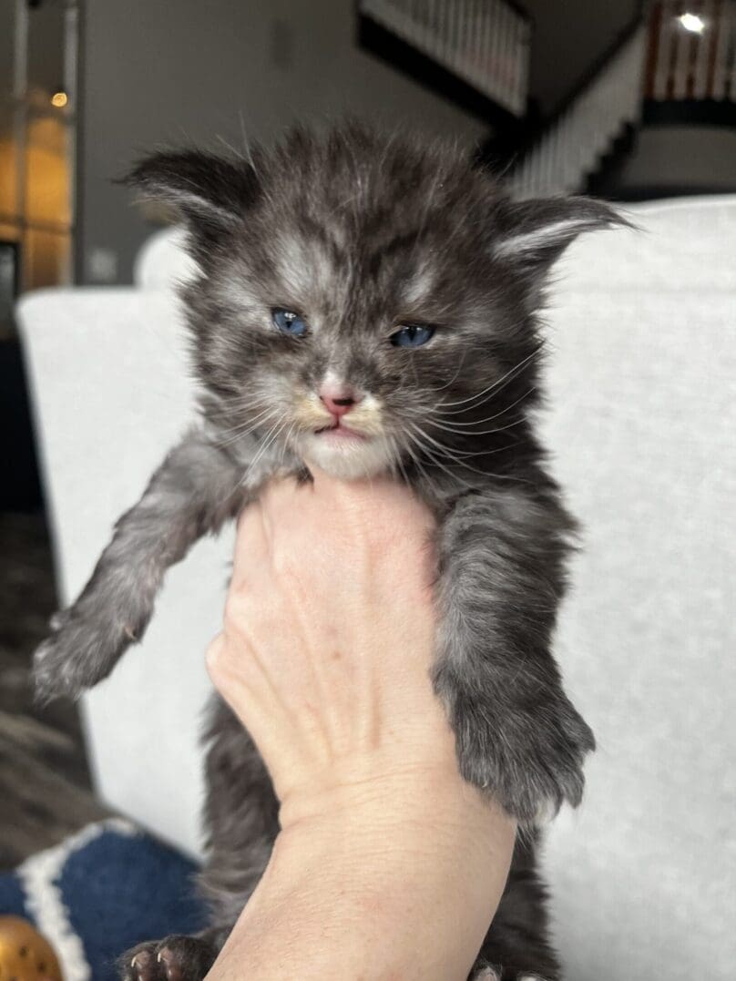 Hand holding gray kitten with blue eyes