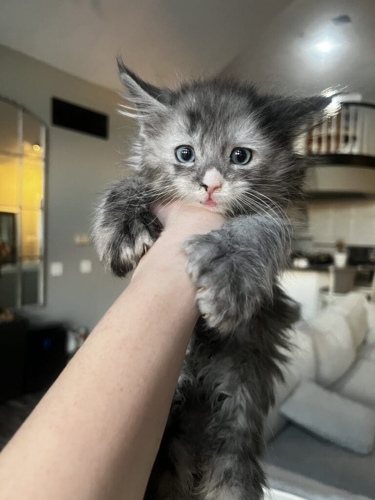Fluffy gray kitten held in hand