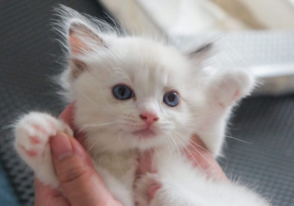 Human holding a 1 month old ragdoll kitten on their hands