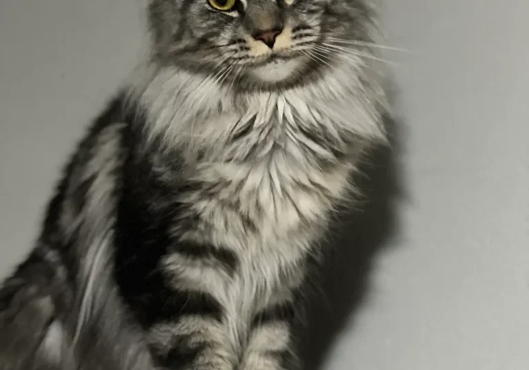 Fluffy gray tabby cat sitting on perch