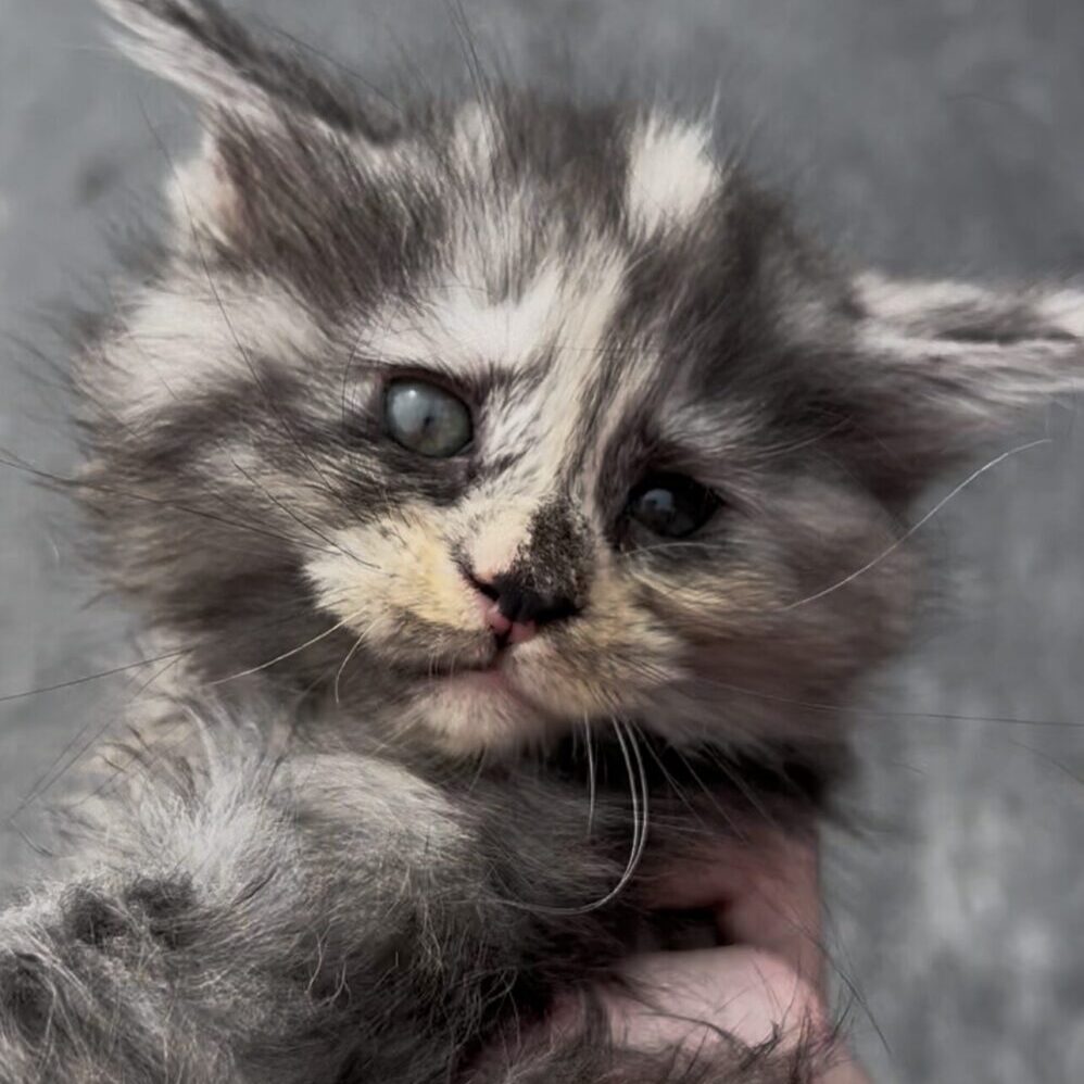 Close-up of a fluffy gray kitten with blue eyes.