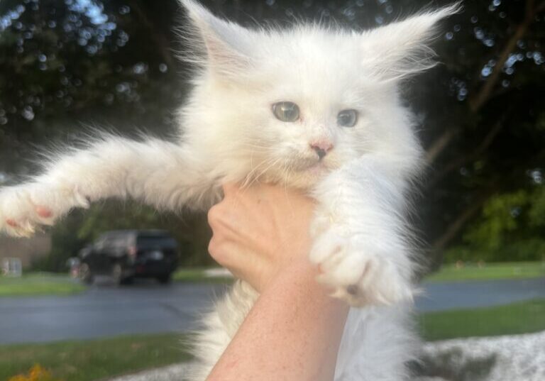 Fluffy white kitten held in the air.