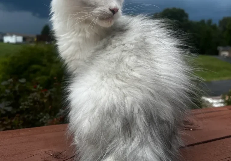 Fluffy white kitten sitting on wooden surface.