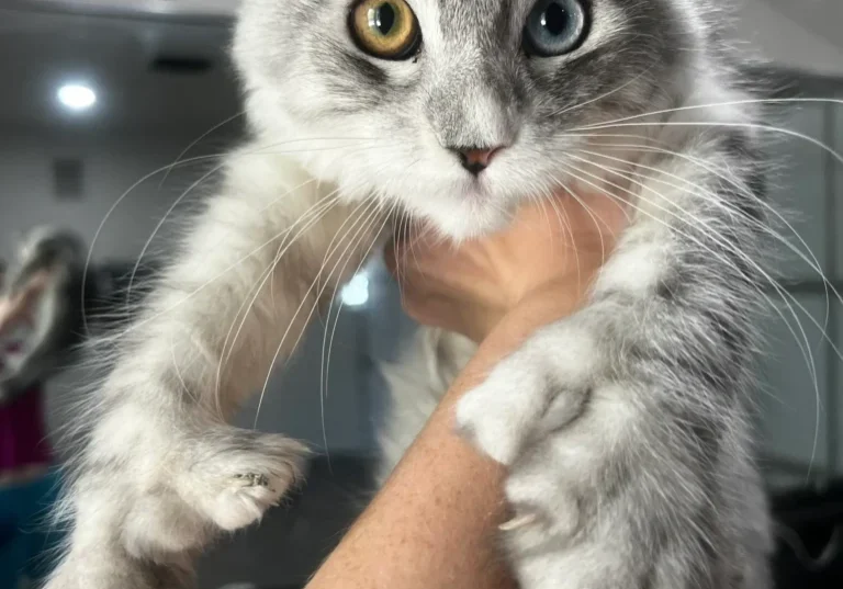 Fluffy cat with heterochromia being held.